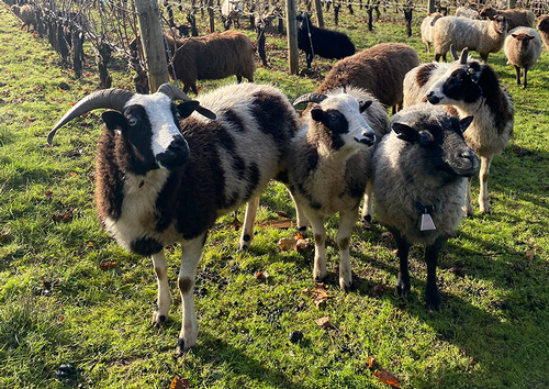 sheep in vineyard